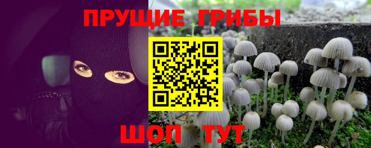 хочу   Галлюциногенные грибы Psilocybine cubensis  Вход с VPN  Энгельс 